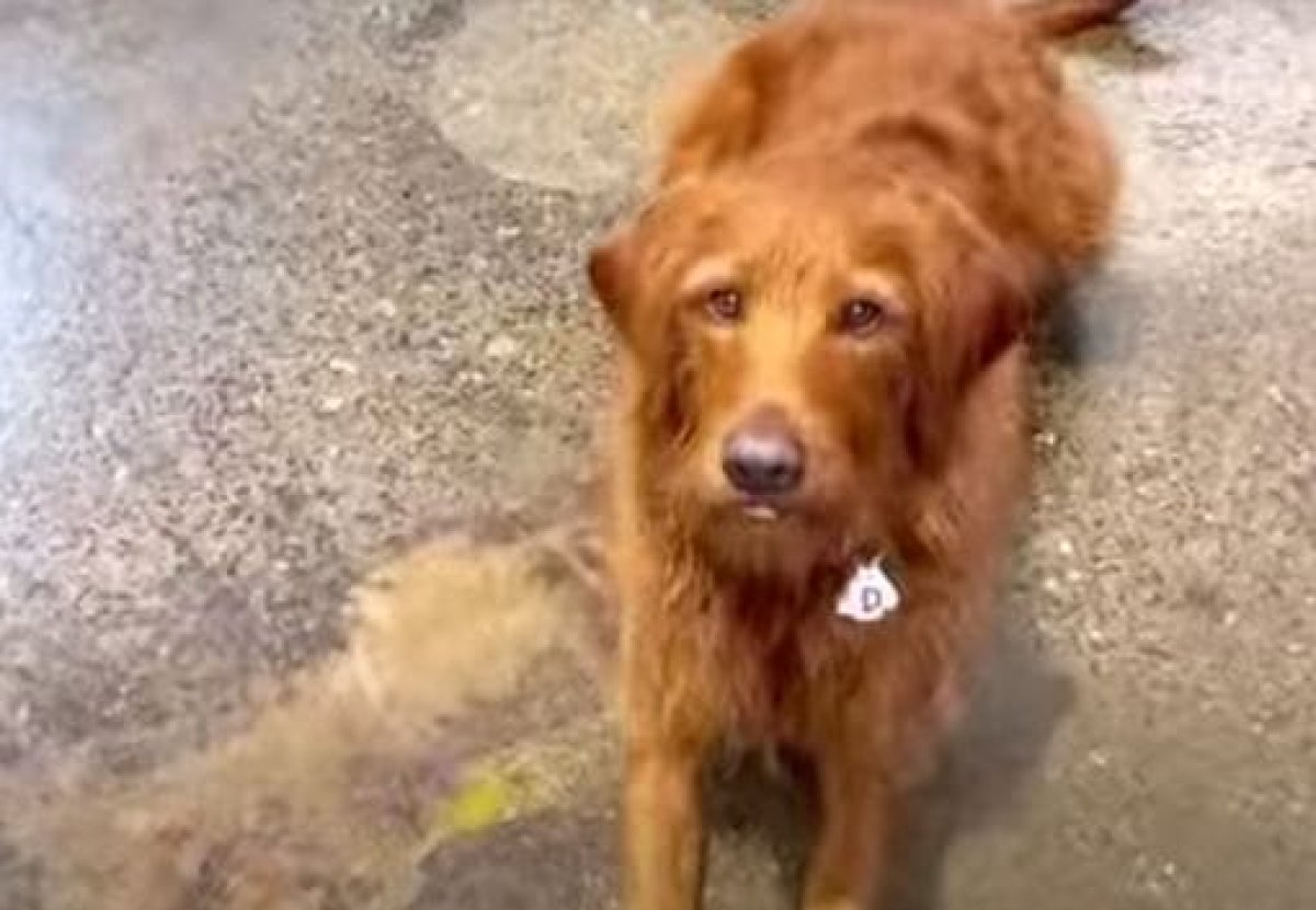 Девушка научила свою собаку 15 заклинаниям из «Гарри Поттера»