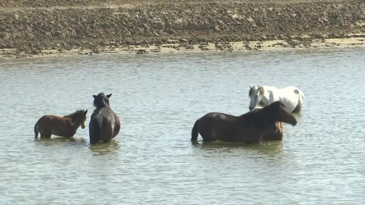Ақтөбеде шаруа қожалықтарының басшылары ірі қара мал алуы тиіс қаражатты басқа мақсатқа жұмсаған