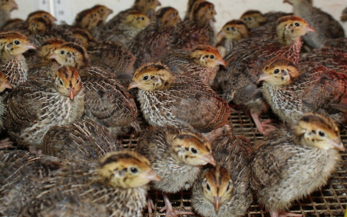 Четыре тысячи перепёлок сгорели при пожаре в Кызылординской области