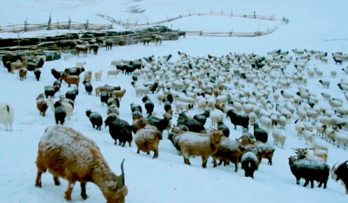 Моңғолияда жұттан 1,5 млн бас мал қырылып қалды