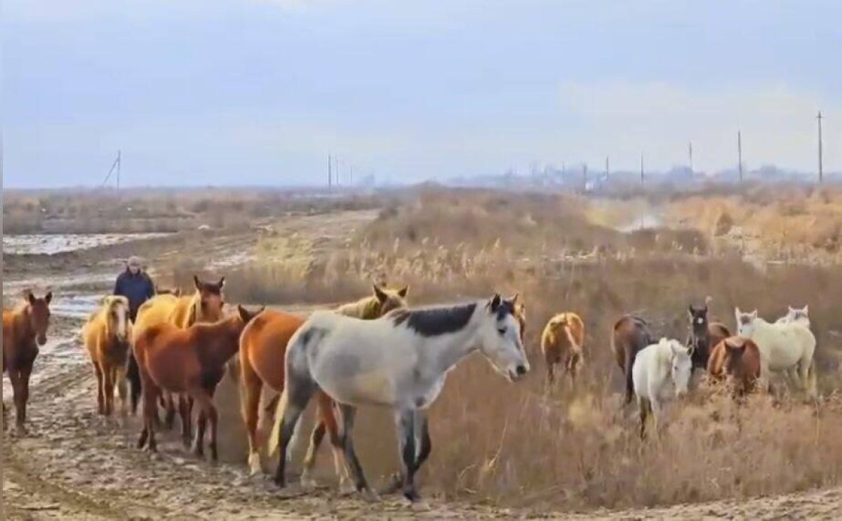 16 лошадей пропали в тумане в Туркестанской области