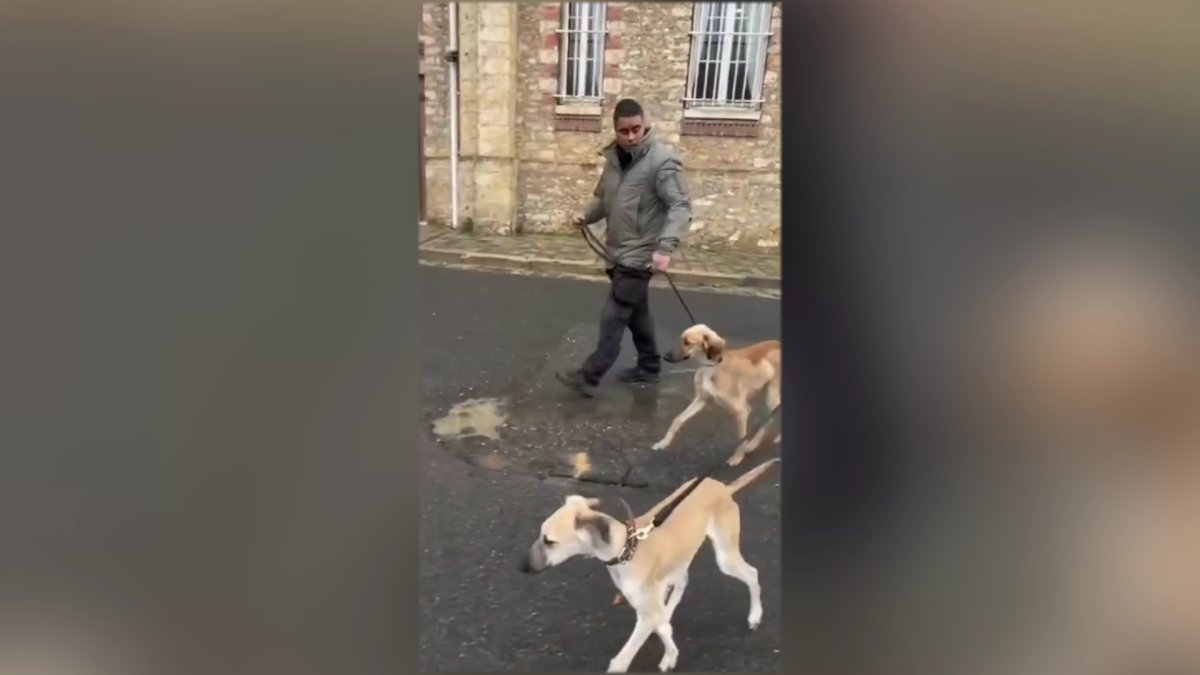 Қазақтың тазылары Парижге жетті