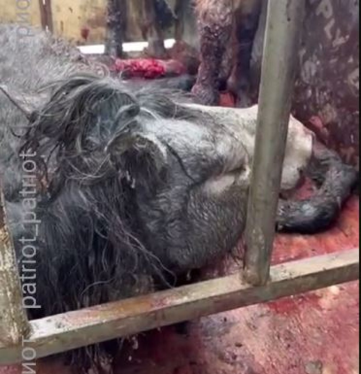 Неизвестная инфекция губит лошадей в Карагандинской области