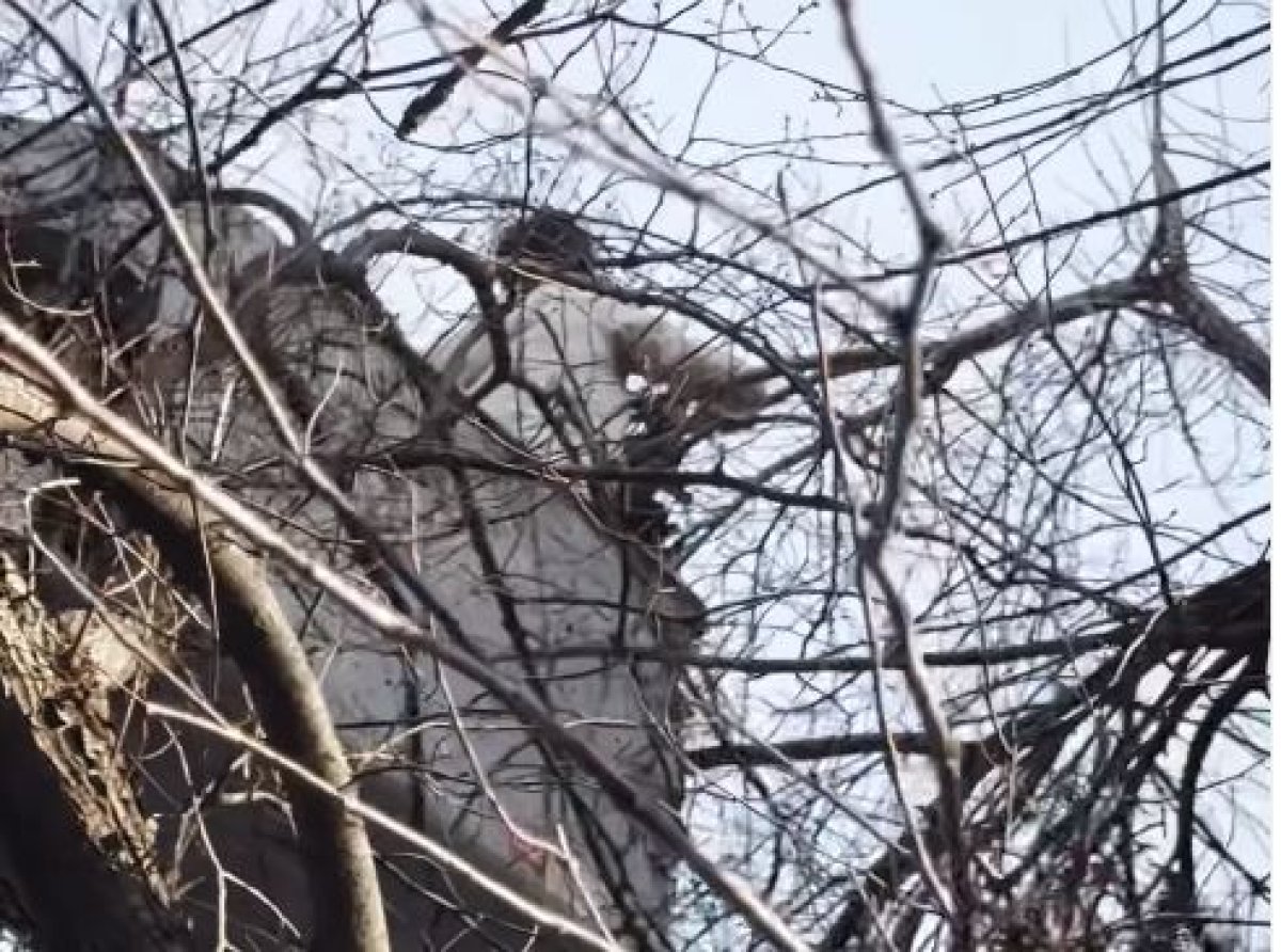 Три дня сидел на дереве: неравнодушные алматинцы спасли котенка