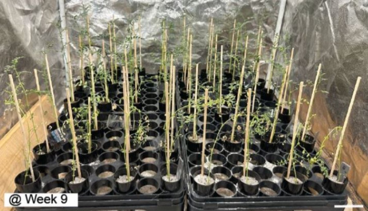 В лунном грунте впервые вырастили нут