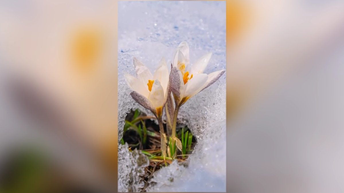 Алматы тауларының баурайында бәйшешек бүр жарды