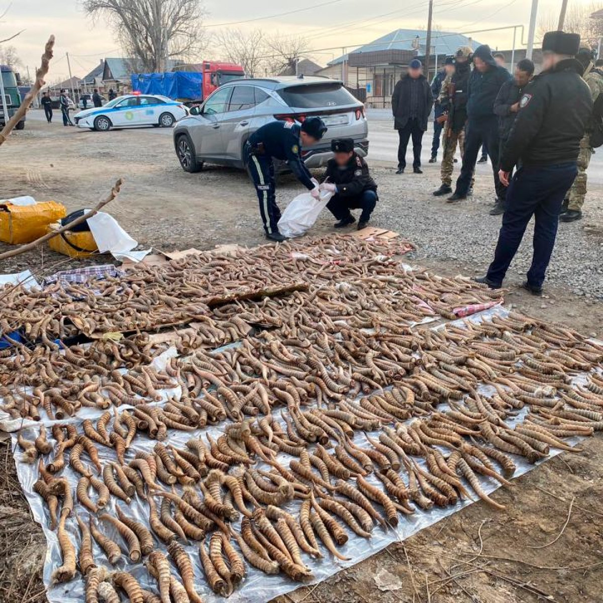 Почти 1500 рогов сайги изъяли у троих казахстанцев в области Жетісу