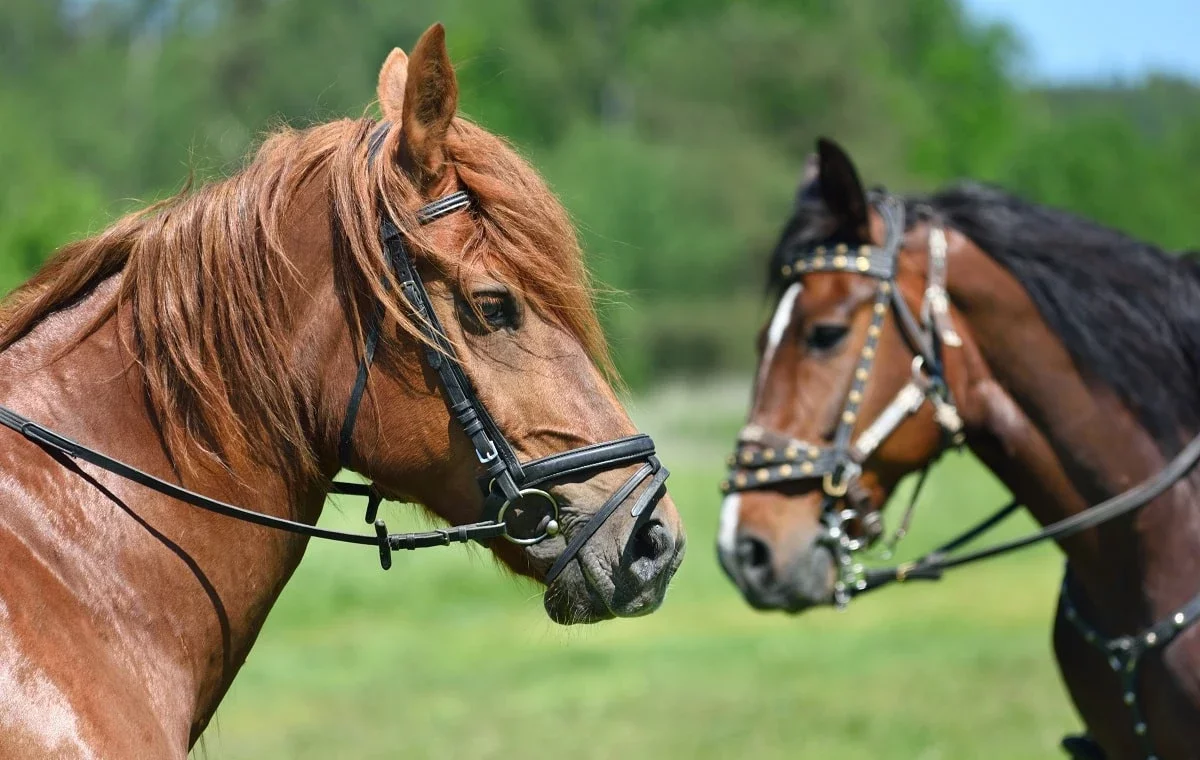 Ұлытау облысында қырылған жылқылардың саны 500-ден асты