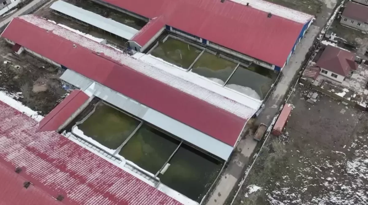 Алматы облысында алты жасар бала ешкі сүтін өндіретін фермадағы резервуарға батып кетті