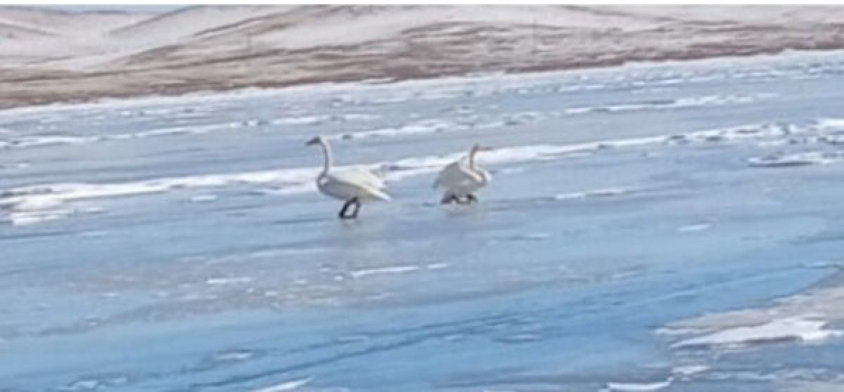 Пара лебедей на озере Баянаула удивила павлодарцев