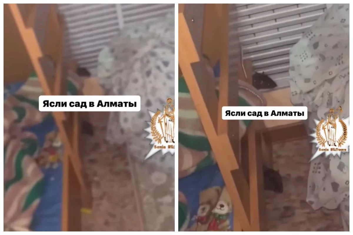Алматыдағы балабақшалардың бірінде видеоға түсіп қалған егеуқұйрықтар жұрттың зәресін алды