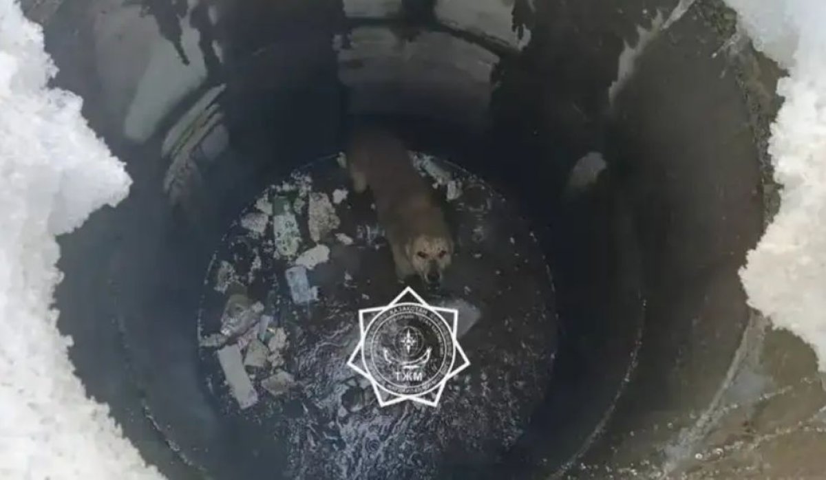 Ақтөбелік құтқарушылар құдыққа түсіп кеткен итті алып шықты