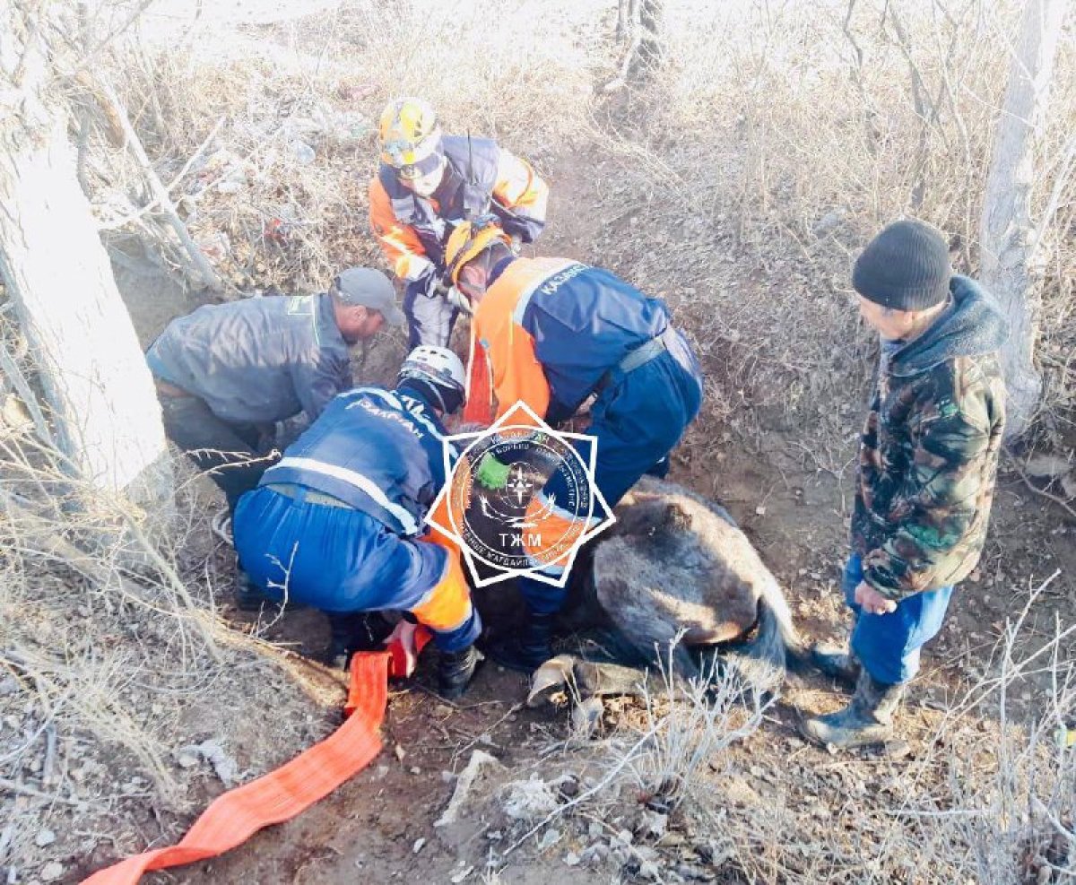 Лошадь упала в арык в Кызылорде