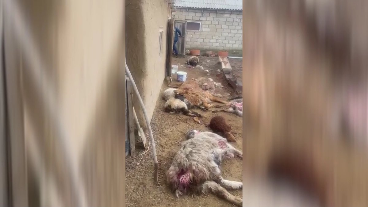 Атырау облысында белгісіз жыртқыш бір үйдің 20-дан астам қой-ешкісін жайратып кеткен