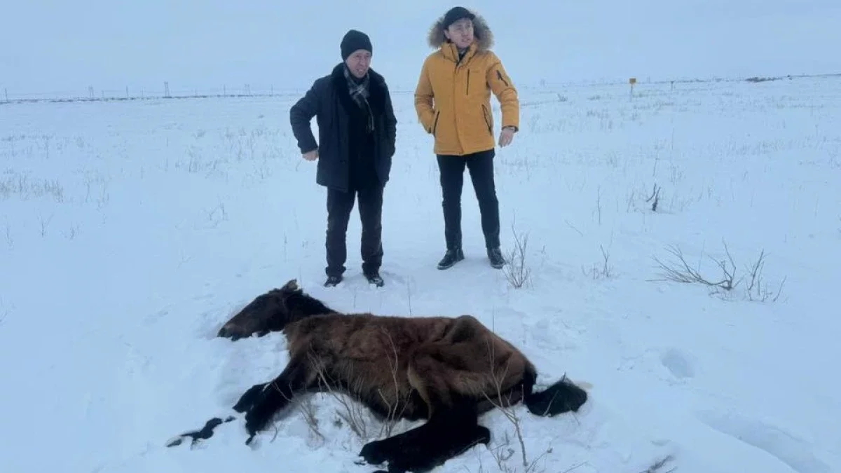 Ұлытауда жылқылардың неден қырылғаны белгілі болды