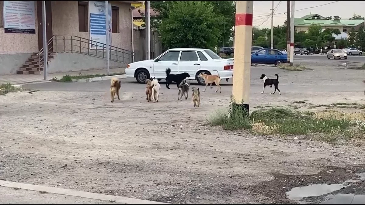 Қаңғыбас иттер мүгедектігі бар қызды талап тастады