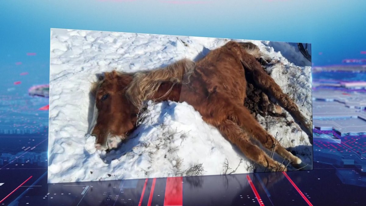 Ақмола облысында 100-ден астам жылқы аштықтан қырылды