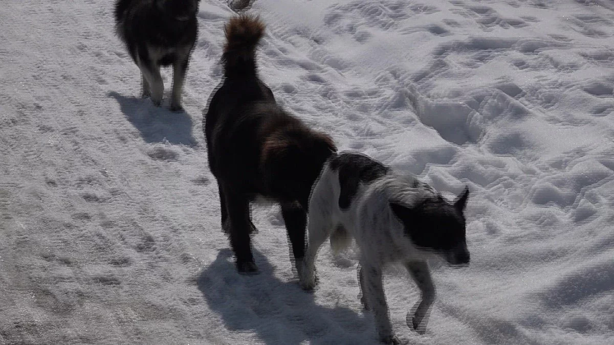 Алматы облысында ит талаған малдың өлексесі көбейді