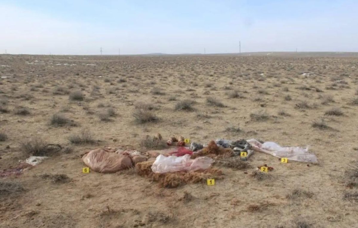 Қызылорда облысында 9 түйені атып, сойып алған қылмыстық топ ұсталды