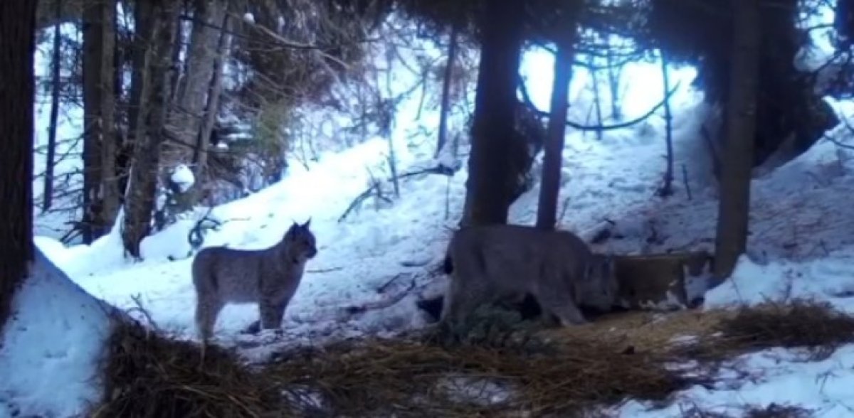 Две рыси попали в объектив фотоловушки в Катон-Карагайском природном парке (ВИДЕО)