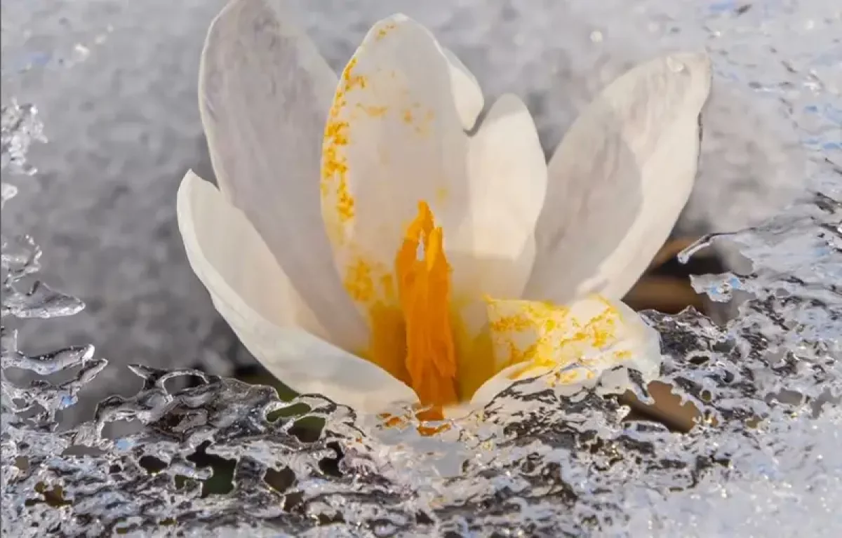 Алматының тау бөктерінде жаппай бәйшешек гүлдеп жатыр