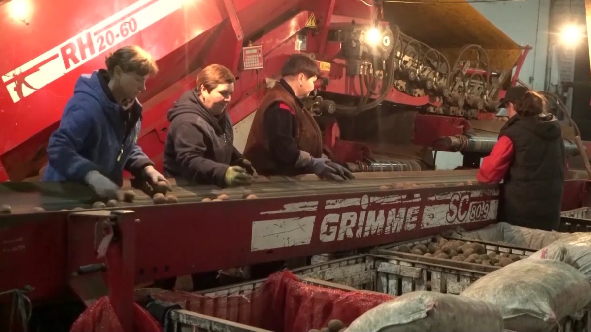 Қырыққа жуық шаруашылықтың атынан субсидия рәсімдеген алаяқ 7 жылға сотталды