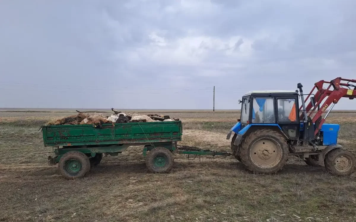 Батыс Қазақстанда мал өлекселерін жою жұмыстары жүргізіліп жатыр