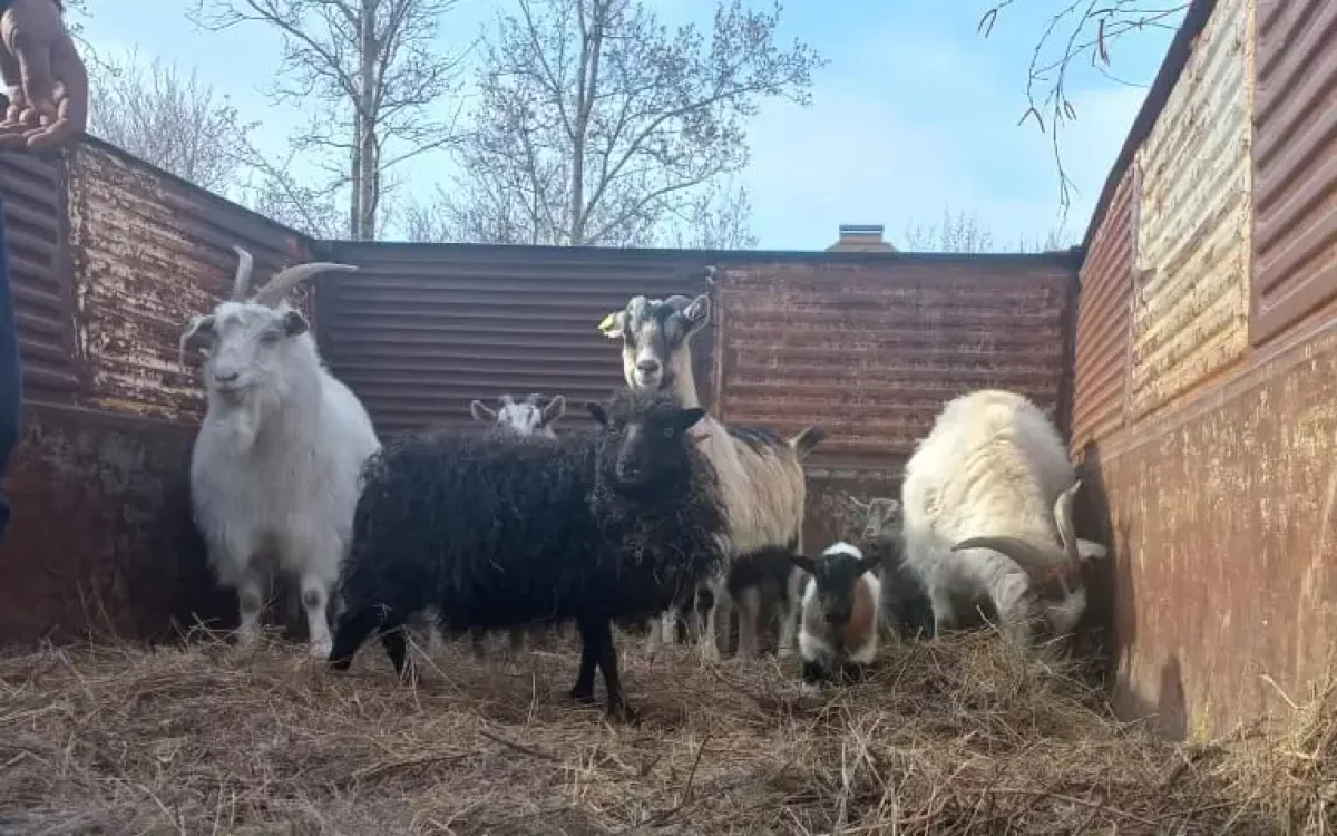 Оралда зообақтағы жануарлар мен құстар қауіпсіз жерге көшірілді