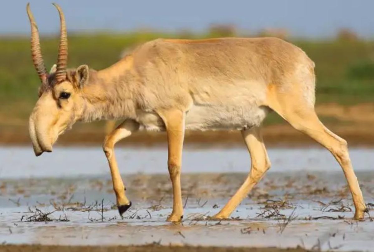 Президент ақбөкендерді атуға тыйым салынатынын мәлімдеді