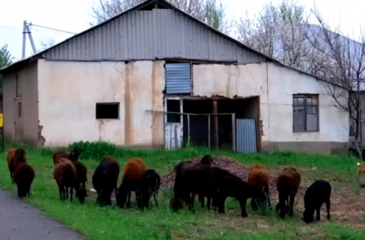 "Карантин жарияланды". Түркістан облысының ауылдарында малдан құтырма ауруы анықталды