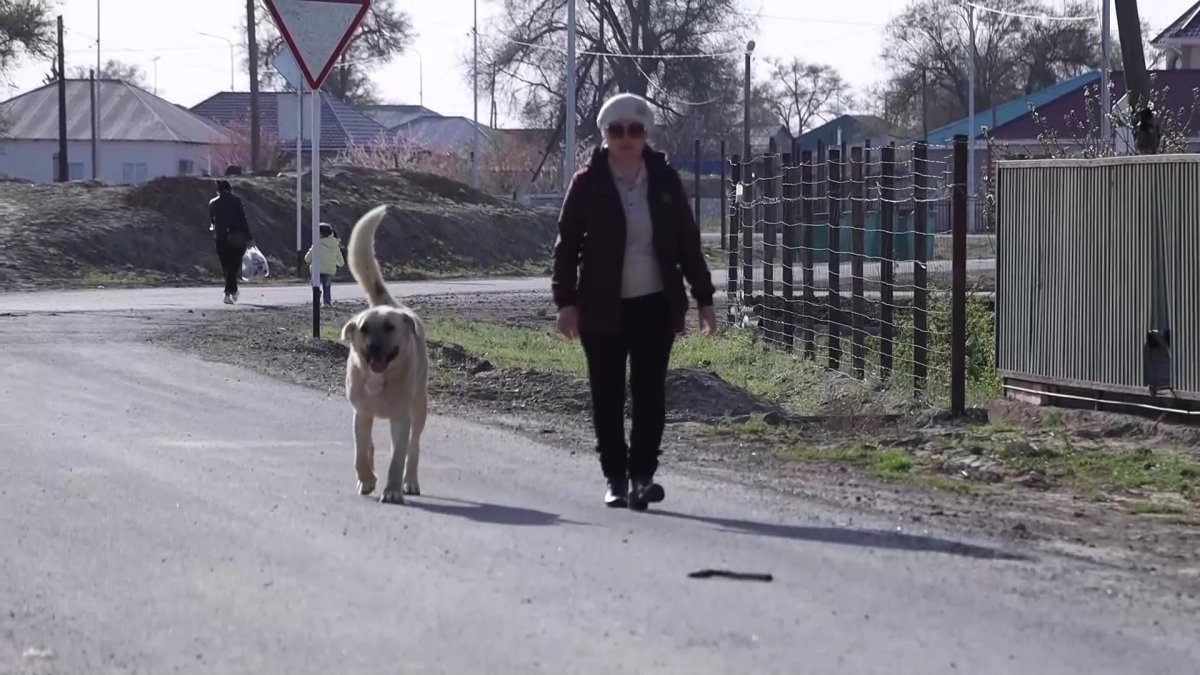 Атырау облысында еріктілермен  бірге Пішөн есімді ит те жаға бекітіп жүр