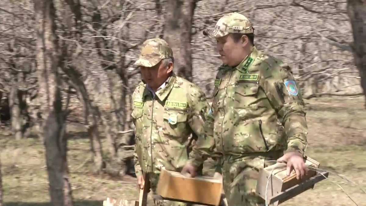 Қарағандылық орманшылар ағаштарға жасанды құс ұяларын ілуде