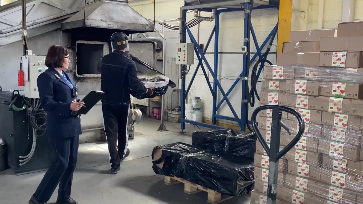 Ресейден әкелінген қызанақтан вирус анықталды