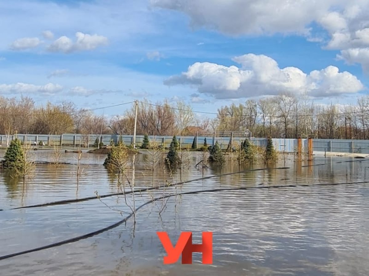 Паводки могут уничтожить уникальный яблоневый сад-питомник Уральска -  Телеканал «Астана»