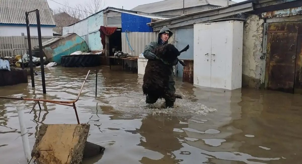 Атыраудың Индер ауданында 7 мыңға жуық мал қауіпсіз аумаққа шығарылды