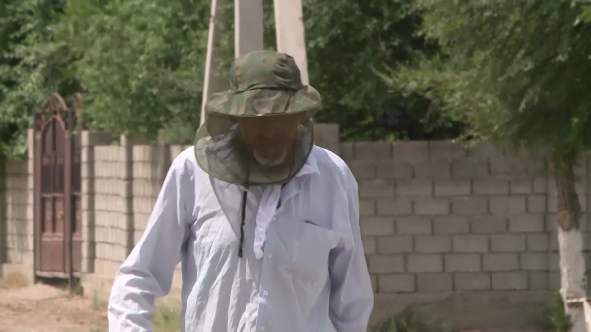 Түркістан облысында шіркей шыдатпай тұр