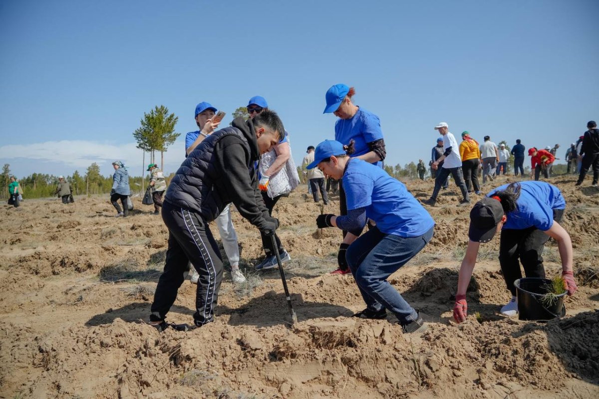 Президент поддержал инициативу абайцев по восстановлению сгоревшего соснового бора