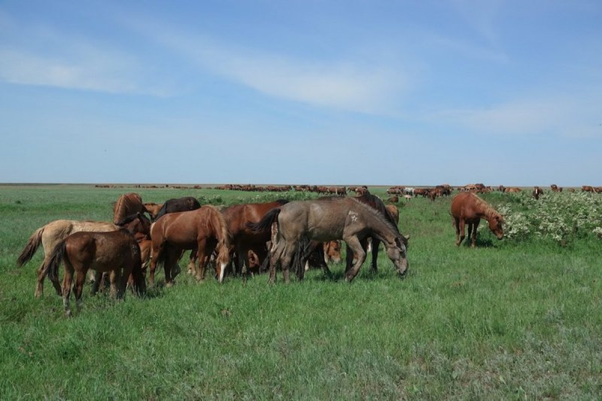 Абай облысында әкімдік заңсыз қаулы шығарып жіберген