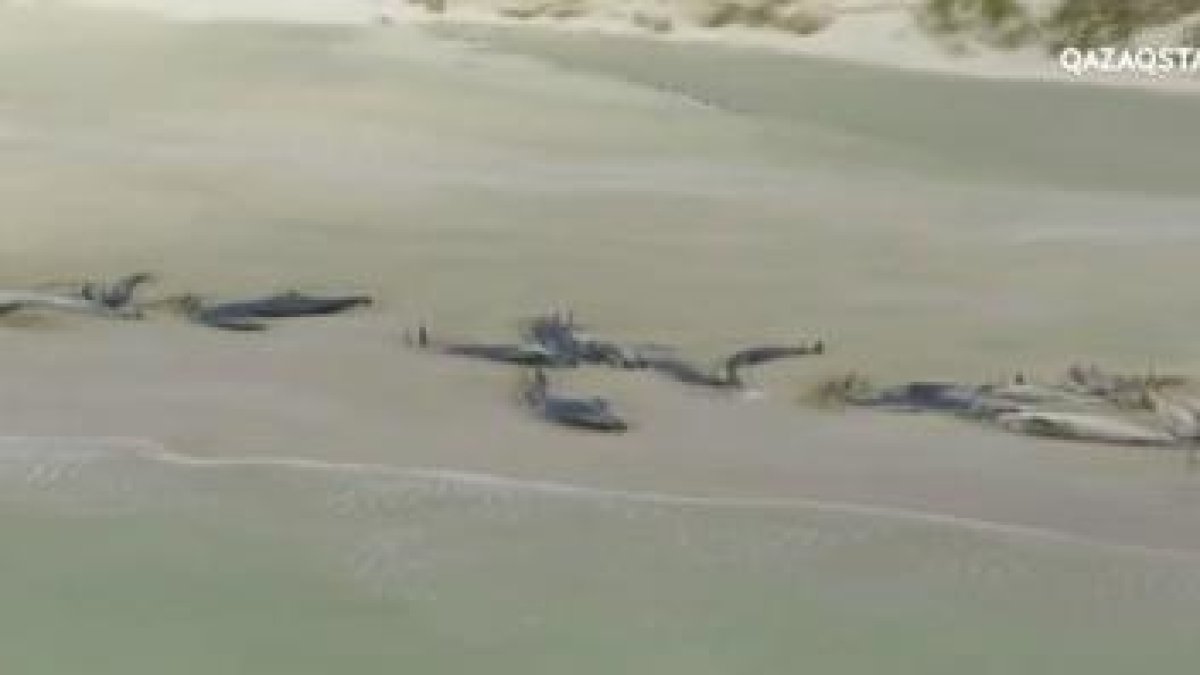 Австралияда теңіз жағасына 100-ден астам кит шығып қалды