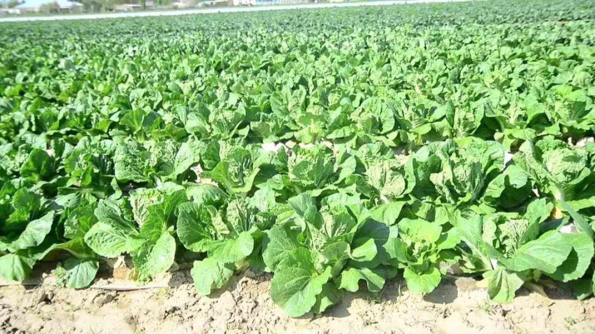 Түркістан облысында қырыққабат пісті