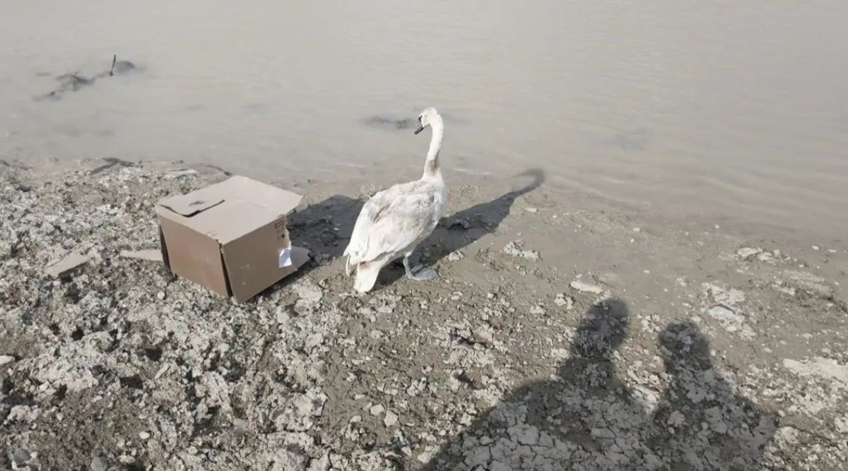 Маңғыстауда ауылға адасып келген аққу Каспийге жеткізілді