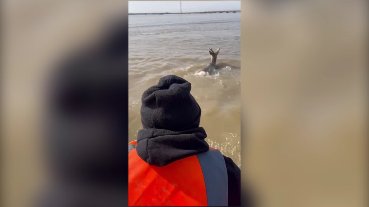 Қарағандылық құтқарушылар су ортасында қалған елікті қауіпсіз жерге шығарды