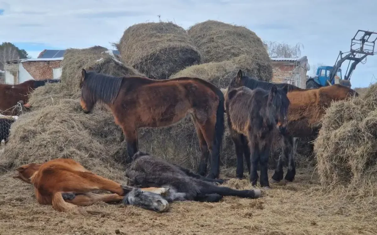 Су тасқынынан қырылған мал өтемақысын төлеудің алгоритмі әзірленді