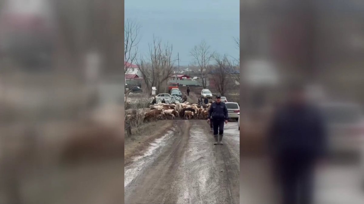 "Эпизоотиялық жағдай тұрақты",-ветеринар