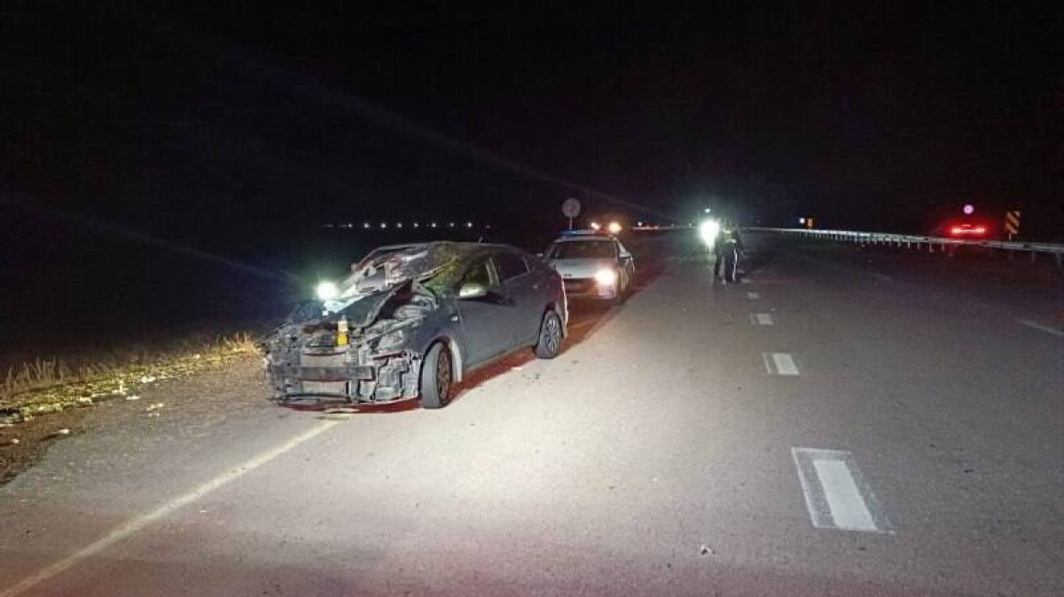 Бродячий скот спровоцировал дорожную аварию в Жетісу