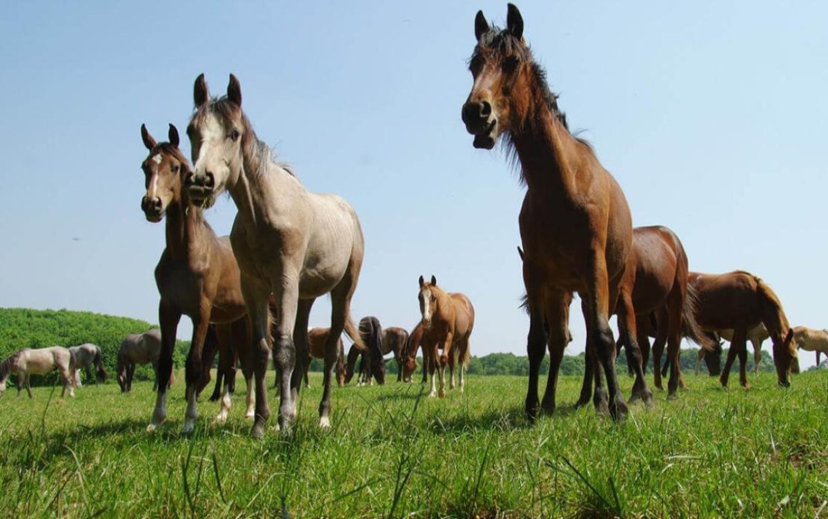 Жол бойында қараусыз жүрген жылқылардың иесіне айыппұл салынды