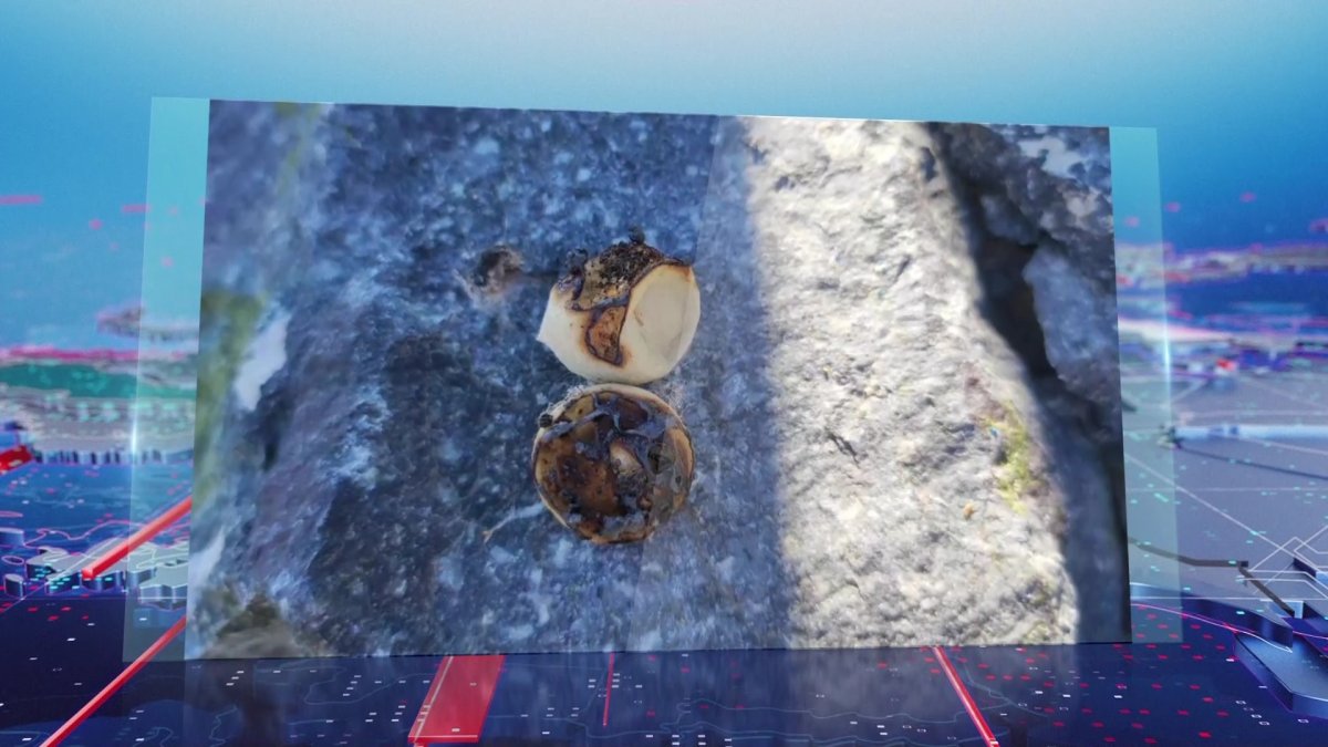 1500 кладок каракурта обнаружили в Баянауле Павлодарской области