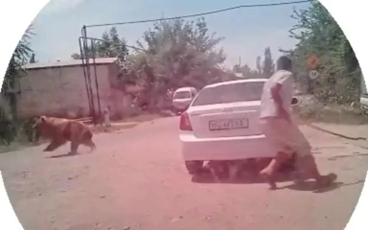 Өзбекстанда мектеп ауласына кіріп кеткен аюды атып тастады