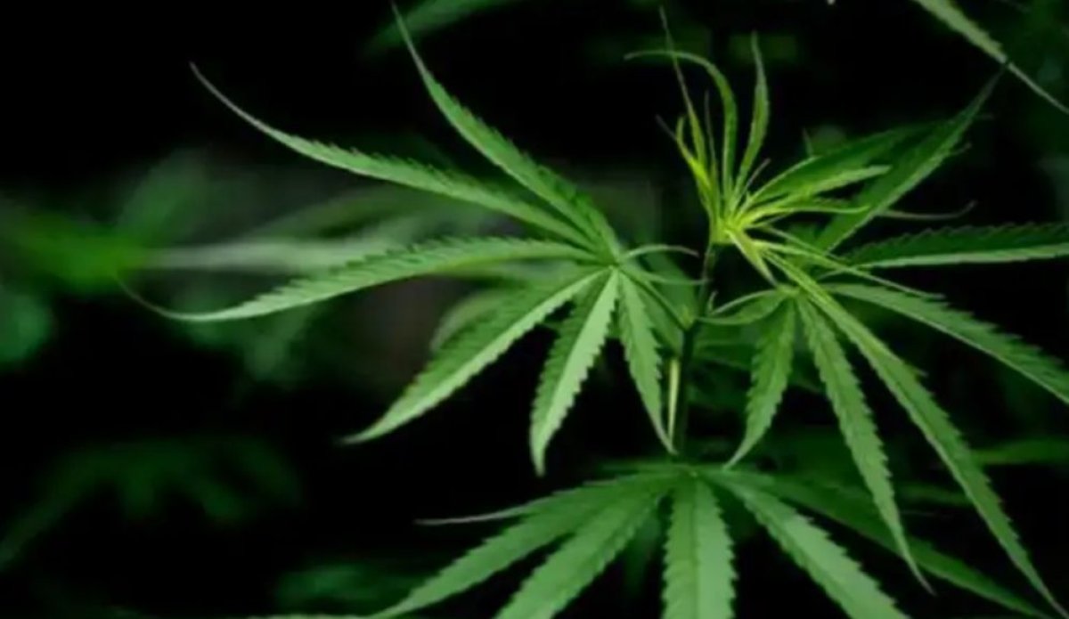 Астана тұрғындары қарасораны заңсыз өсіргені үшін сотталды