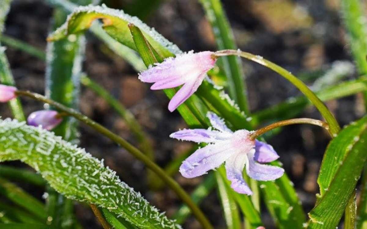 Еліміздің кей өңірінде 3 градусқа дейін үсік жүреді